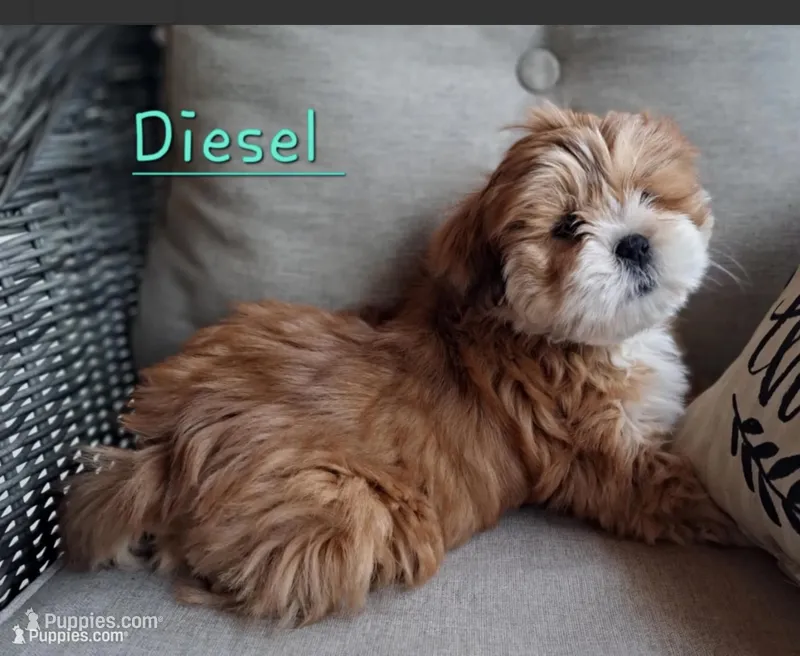 Diesel  – Lhasa Apso puppy for sale in Eastanollee, GA