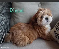 Diesel , a male Lhasa Apso for sale in Eastanollee, GA – 1 of 9