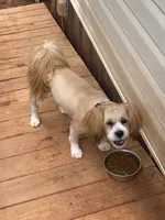 Diesel , a male Lhasa Apso for sale in Eastanollee, GA – 4 of 7