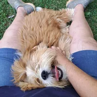 Diesel , a male Lhasa Apso for sale in Eastanollee, GA – 4 of 9