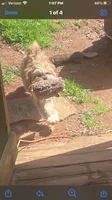 Diesel , a male Lhasa Apso for sale in Eastanollee, GA – 6 of 7