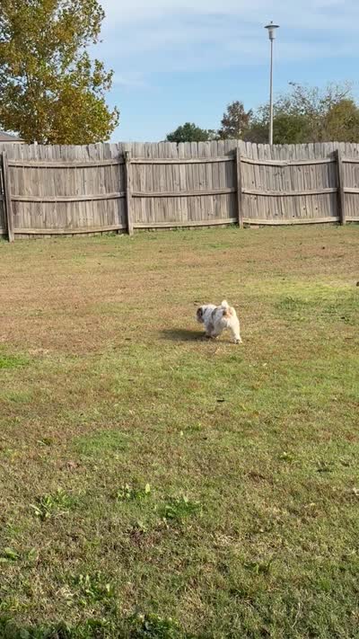 Mr. Kleen, a male Lhasa Apso for sale in Eastanollee, GA – 6 of 6