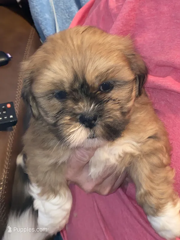 Cuddles  – Lhasa Apso puppy for sale in Eastanollee, GA