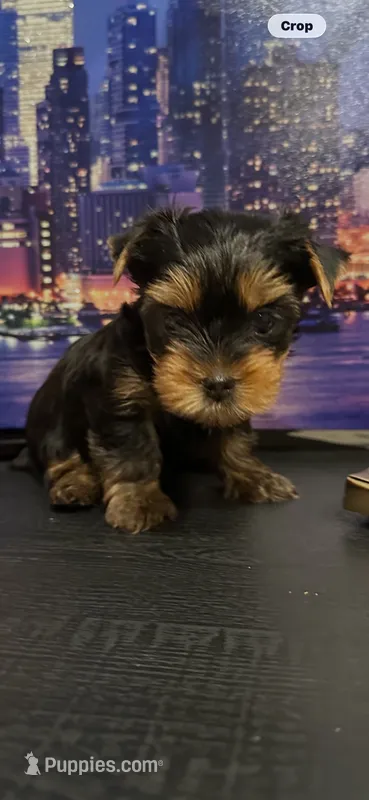 yorkshier terrier – Yorkshire Terrier puppy for sale in Sacramento, CA