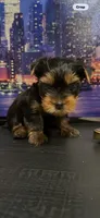 yorkshier terrier, a male Yorkshire Terrier for sale in Sacramento, CA – 1 of 1