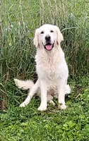 TBD after temperament testing, a female English Cream Golden Retriever for sale in Osceola, IA – 5 of 7