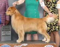 Therapy or service puppy, a female Golden Retriever for sale in Osceola, IA – 9 of 10