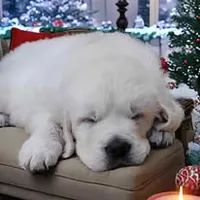 Trained therapy dog for breeding, a male English Cream Golden Retriever for sale in Osceola, IA – 8 of 10
