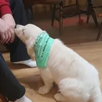 Therapy or service puppy, a female English Cream Golden Retriever for sale in Osceola, IA – 6 of 10
