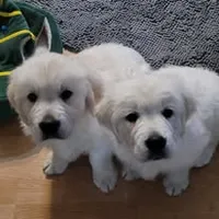 TBD after temperament testing, a female English Cream Golden Retriever for sale in Osceola, IA – 3 of 7