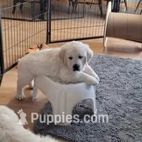 TBD after temperament testing – English Cream Golden Retriever puppy for sale in Osceola, IA