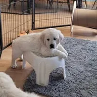 TBD after temperament testing, a female English Cream Golden Retriever for sale in Osceola, IA – 1 of 7