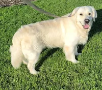 Trained therapy dog for breeding, a male English Cream Golden Retriever for sale in Osceola, IA – 4 of 10