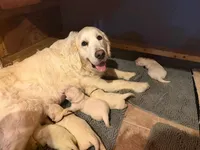 Therapy or service puppy, a female English Cream Golden Retriever for sale in Osceola, IA – 2 of 10