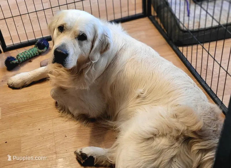 Trained therapy dog for breeding – English Cream Golden Retriever puppy for sale in Osceola, IA