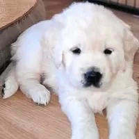 Trained therapy dog for breeding, a male English Cream Golden Retriever for sale in Osceola, IA – 9 of 10