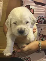 Therapy or service puppy, a female English Cream Golden Retriever for sale in Osceola, IA – 1 of 10