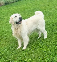 Trained therapy dog for breeding, a male English Cream Golden Retriever for sale in Osceola, IA – 3 of 10