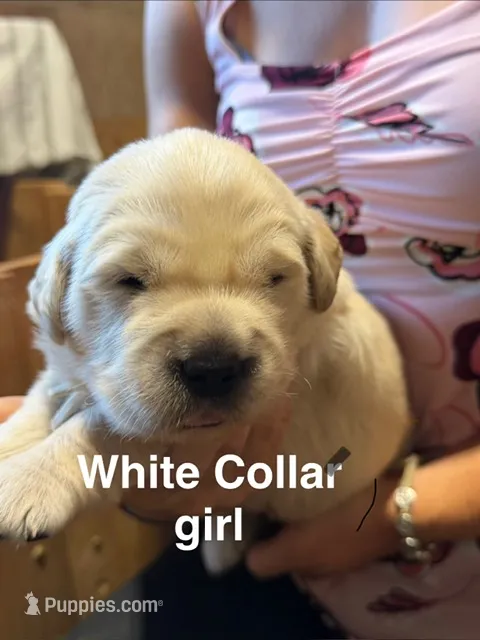 Therapy or service puppy – Golden Retriever puppy for sale in Osceola, IA