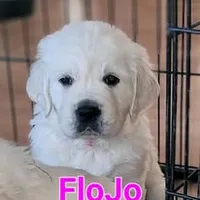 Therapy or service puppy, a female Golden Retriever for sale in Osceola, IA – 4 of 10