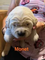 Therapy or service puppy, a female Golden Retriever for sale in Osceola, IA – 3 of 10
