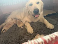 Therapy or service puppy, a female Golden Retriever for sale in Osceola, IA – 10 of 10