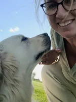 Trained therapy dog for breeding, a male English Cream Golden Retriever for sale in Osceola, IA – 7 of 10