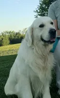 Trained therapy dog for breeding, a male English Cream Golden Retriever for sale in Osceola, IA – 5 of 10