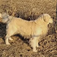 Trained therapy dog for breeding, a male English Cream Golden Retriever for sale in Osceola, IA – 2 of 10