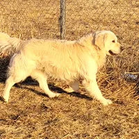 TBD after temperament testing, a female English Cream Golden Retriever for sale in Osceola, IA – 7 of 7