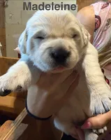 Therapy or service puppy, a female Golden Retriever for sale in Osceola, IA – 2 of 10