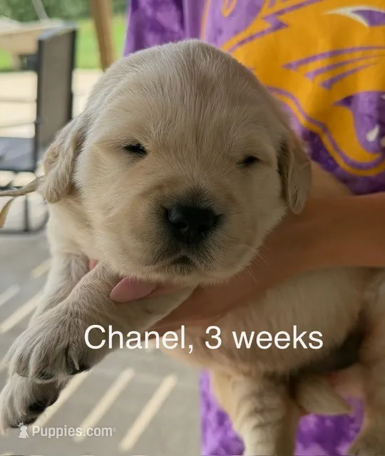 Therapy or service puppy – Golden Retriever puppy for sale in Osceola, IA