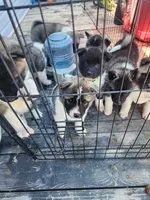Green collar (you name her!), a  Akita for sale in Whitewater, CO – 3 of 5