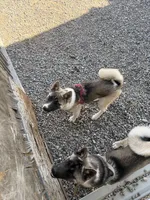 Red, a female Akita for sale in Whitewater, CO – 3 of 4
