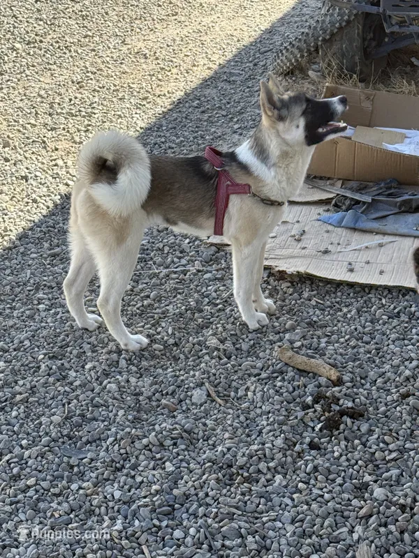 Red – Akita puppy for sale in Whitewater, CO