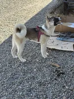 Red, a female Akita for sale in Whitewater, CO – 1 of 4