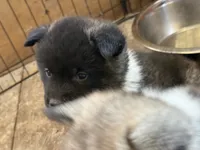 Green collar (you name her!), a  Akita for sale in Whitewater, CO – 4 of 5