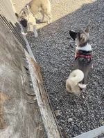 Red, a female Akita for sale in Whitewater, CO – 2 of 4
