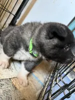 Green collar (you name her!), a  Akita for sale in Whitewater, CO – 5 of 5