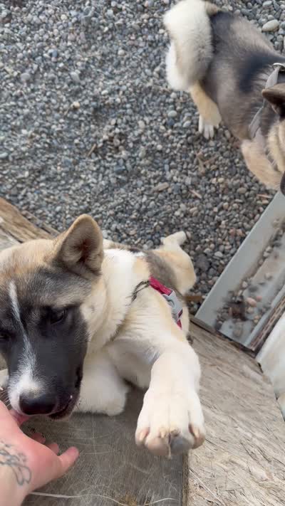 Red, a female Akita for sale in Whitewater, CO – 4 of 4
