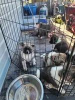 Green collar (you name her!), a  Akita for sale in Whitewater, CO – 2 of 5