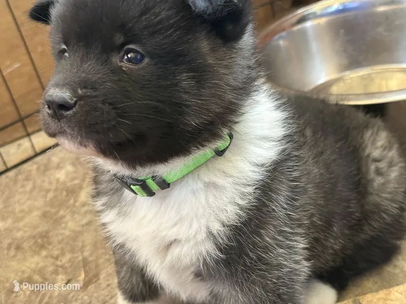 Green collar (you name her!) – Akita puppy for sale in Whitewater, CO