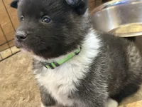 Green collar (you name her!), a  Akita for sale in Whitewater, CO – 1 of 5