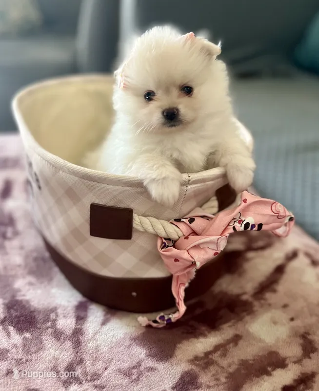 Princess – Pomeranian puppy for sale in Palm Beach Gardens, FL