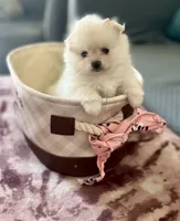 Princess, a female Pomeranian for sale in Palm Beach Gardens, FL – 1 of 10