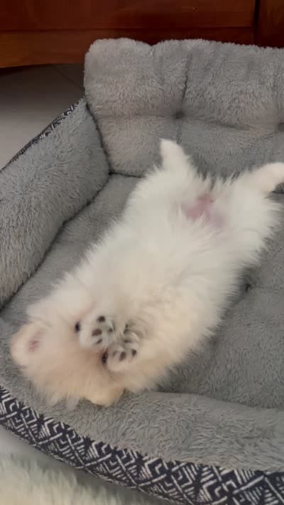 Princess, a female Pomeranian for sale in Palm Beach Gardens, FL – 8 of 10