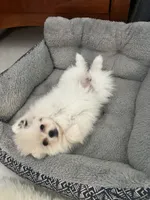 Princess, a female Pomeranian for sale in Palm Beach Gardens, FL – 10 of 10