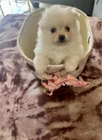Princess, a female Pomeranian for sale in Palm Beach Gardens, FL – 5 of 10