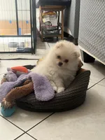 Princess, a female Pomeranian for sale in Palm Beach Gardens, FL – 4 of 10