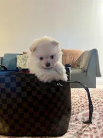 Princess, a female Pomeranian for sale in Palm Beach Gardens, FL – 7 of 10
